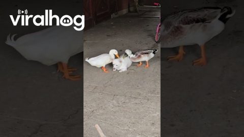 Two Ducks Grooming a Dog || ViralHog