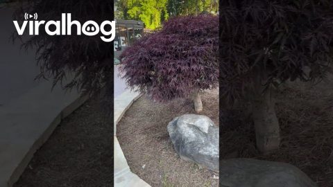 Couple on Anniversary Trip Encounter Black Bear Downtown || ViralHog