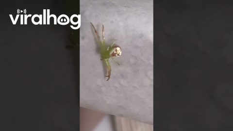 Spider With a Face on Its Back || ViralHog