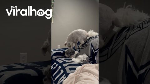 Dog Sits On Sister Sitting In His Spot || ViralHog