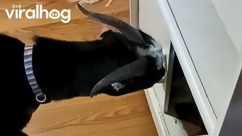Clever Goat Getting Into the Cabinets || ViralHog