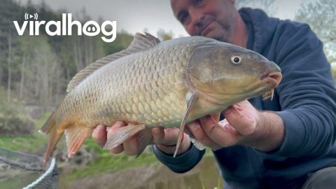 Meowing Carp Catch || ViralHog