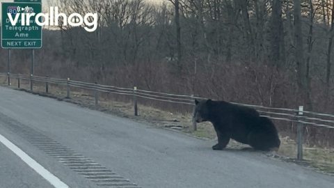 Black Bear Scoots Backwards Under Guardrail || ViralHog