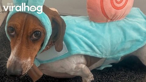 Dachshund Wears Gary the Snail Costume || ViralHog