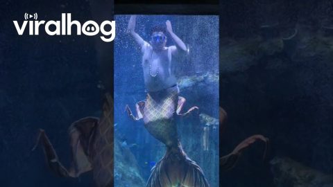Charismatic Merman Steals the Show || ViralHog