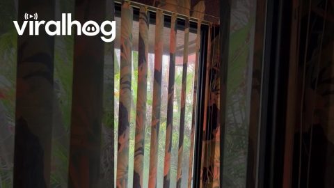 Accent Wall Taken Too Far || ViralHog