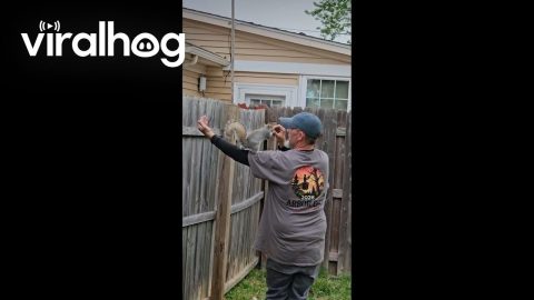 Rocky the Squirrel Stops By || ViralHog