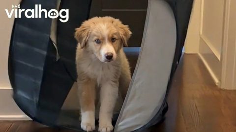Playpen Doesn't Contain Adventurous Aussie Pup || ViralHog