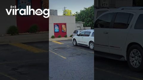 Lady Runs Into Foliage And Loses Muffler In Pursuit Of Sweet Treat || ViralHog
