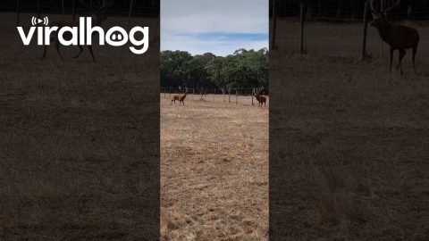 Red Deer Stag Wants All the Smoke... Until He Doesn't || ViralHog