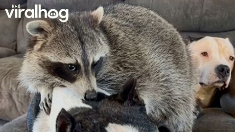 Raccoon Interrupts Pitbull’s Nap in Unexpected Moment || ViralHog