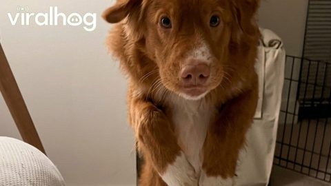 Pup Has a Miscalculated Jump || ViralHog