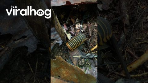 Borneo Giant Pill Millipede || ViralHog