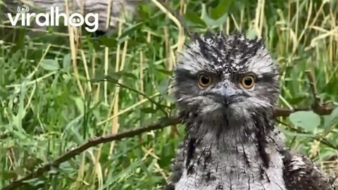 Little Fella's Been Watching Me || ViralHog