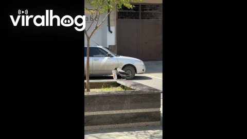Genius Crow Uses Car Wheel as a Tool to Open Container || ViralHog