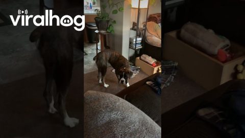 Not-So-Perfect Boxer Puppy Ate A Couch Pillow || ViralHog