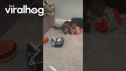 Basset Hounds Airs Out Ears On Vent || ViralHog