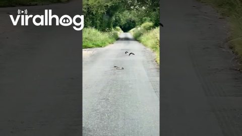 Two Young Stoats Play On Country Road || ViralHog
