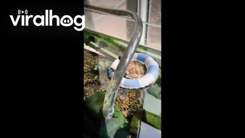 Pet Turtle Becomes Obsessed With Its Personal Swimming Float || ViralHog
