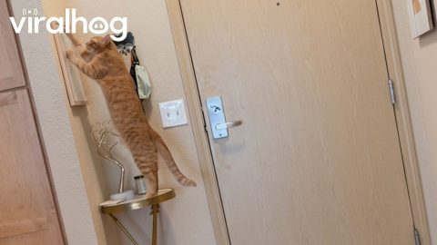 Cat Pawing at Picture Frame || ViralHog