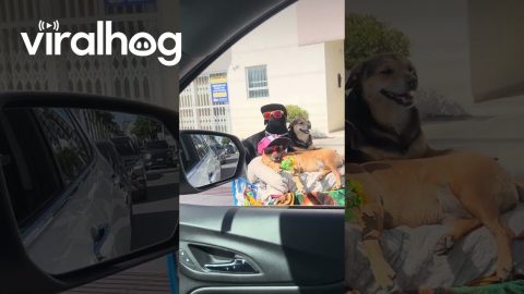 Man Shows Off Stylish Dog Squad || ViralHog