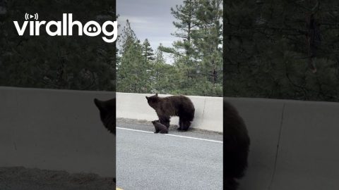 Distressed Mama Bear Rescues Cub in Tahoe || ViralHog
