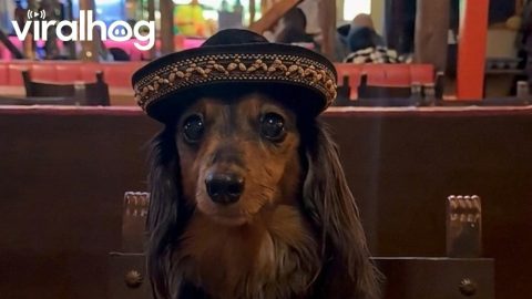 Dachshund on a Dinner Date || ViralHog