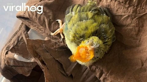 Red-Billed Leiothrix Rescued and Adopted || ViralHog