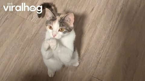 Sassy The Cat Sweetly Begs For Treats || ViralHog
