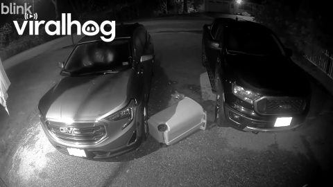 Raccoon Drags Trash Can Down Driveway || ViralHog