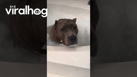 Bubble Bath Bandit || ViralHog