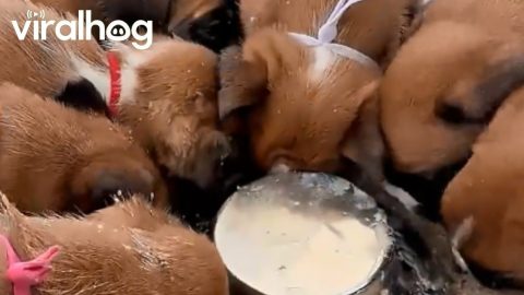 Boxer Puppy Flips for Puppy Mush || ViralHog