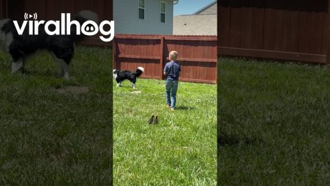 Son Protects Ducklings From Wrestling Dogs || ViralHog