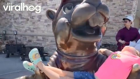 Beaver Mascot Statue Cradles Young Fan || ViralHog