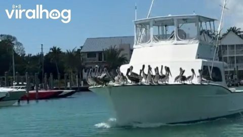 The Pelican Cruise Line || ViralHog