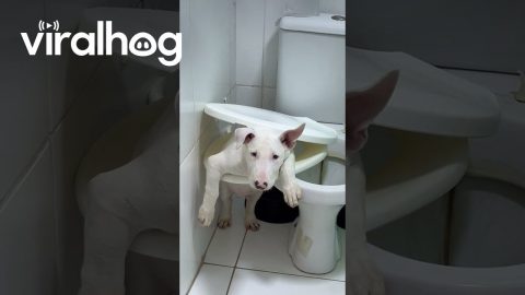 Puppy Gets Stuck in Toilet Seat || ViralHog