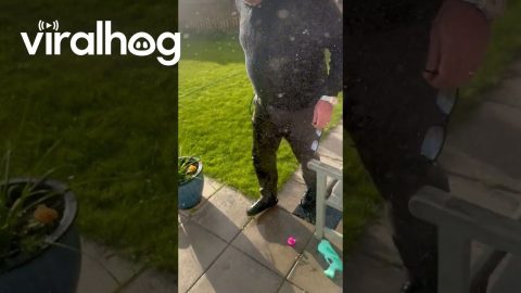 Toddler ‘Watering’ Grandad With the Hose || ViralHog