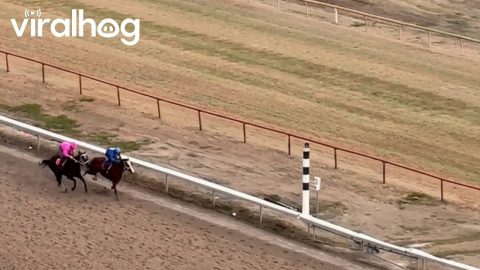 Horse Racing Gender Reveal || ViralHog