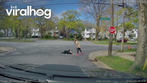 Leashed Dog's Seated Protest Halfway Through Crosswalk || ViralHog