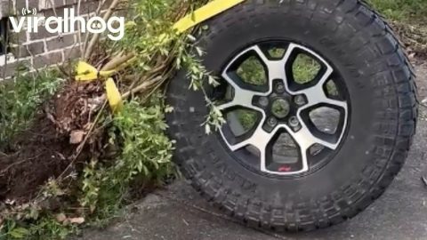 Using a Winch to Pull Bushes || ViralHog