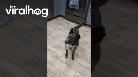 Funny Dog Barks and Spins When Food Processor Turns On || ViralHog