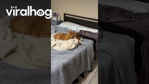 Worried Dog Getting Licked by Weird Cat || ViralHog