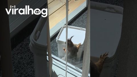 Clever Squirrel Opens Peanut Jar || ViralHog