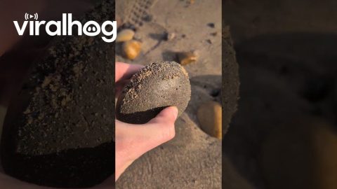 Splitting Open a 180-Million-Year-Old Jurassic Ammonite || ViralHog