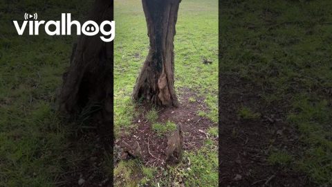 How Is This Tree Still Standing? || ViralHog