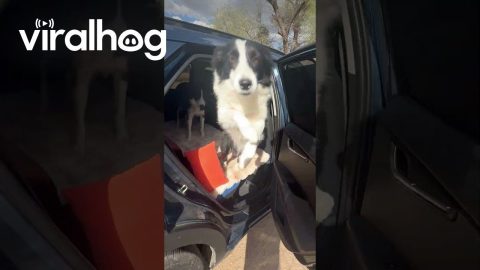 Pup Confidently Launches Out From Opened Car Door || ViralHog