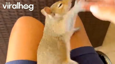 Friendly Squirrel Playfully Wrestles With Hand || ViralHog