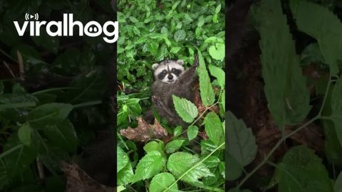Found a Baby Raccoon at the Park || ViralHog