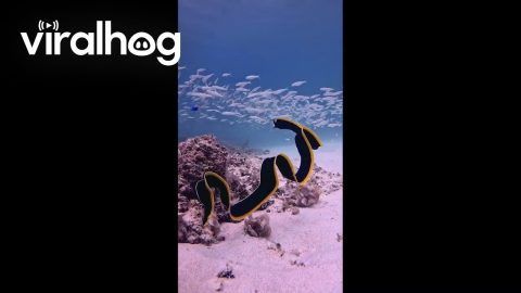 Black and Yellow Ribbon Eel Swimming || ViralHog