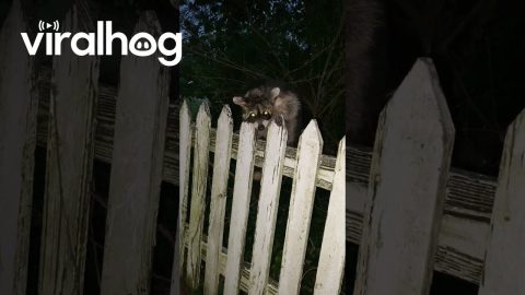 Saving a Raccoon With a Jar on Its Head || ViralHog
